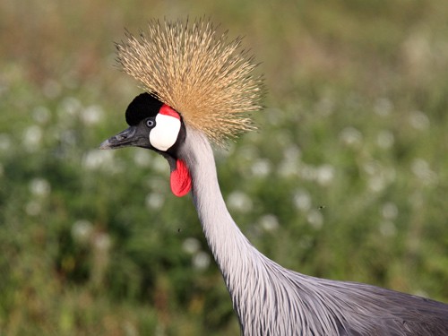 Grey Crowned Crane with crest fully erect