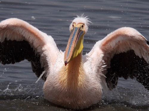 Great White Pelican bathing in freshwater inlet to soda lake