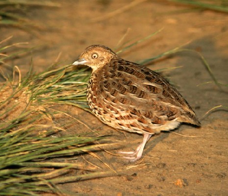 Kurrichane Buttonquail photographed at night/dusk