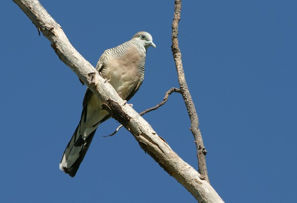 Zebra Dove perched