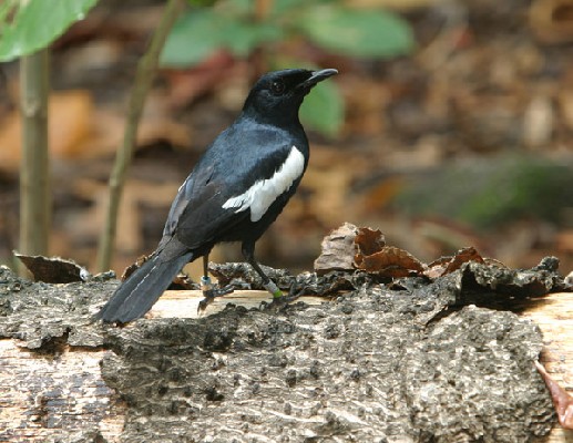 Seychelles Magpie-Robin