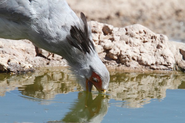 Secretary Bird drinking