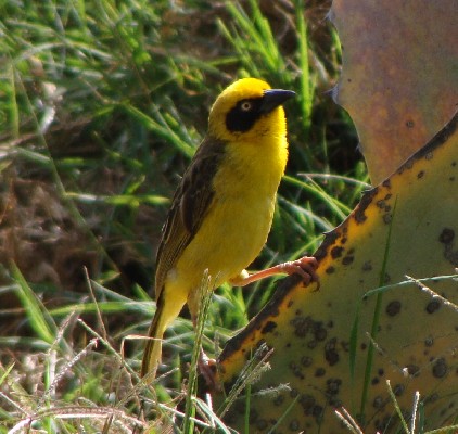 Baglefecht Weaver, Eritrea