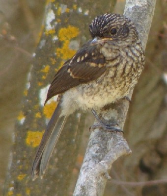 Juvenile Abyssinian Slaty Flycatcher