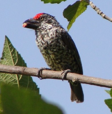 Banded Barbet