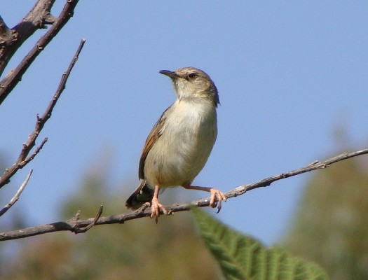 Ethiopian Cisticola