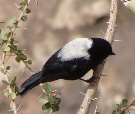 White-backed Tit, probably male