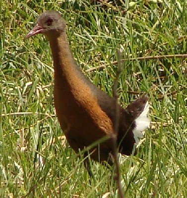 Rouget's Rail
