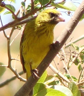 African Citril