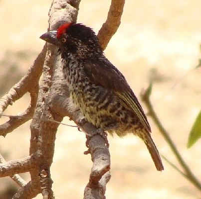 Banded Barbet, subspecies Thiogaster