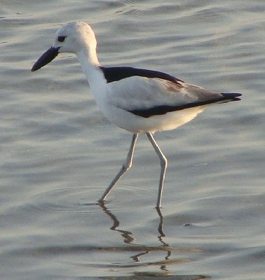 Crab Plover