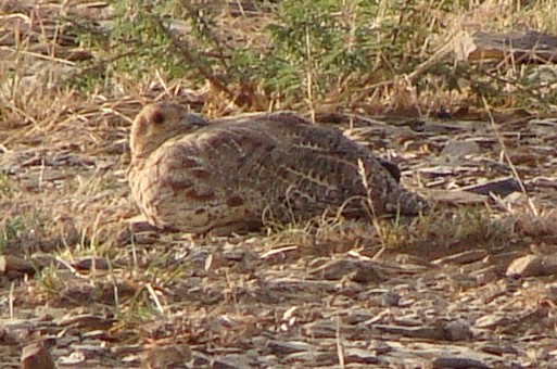 Orange River Francolin, subspecies guttaralis