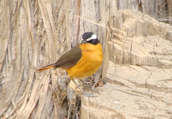 Ruppell's Robin-Chat