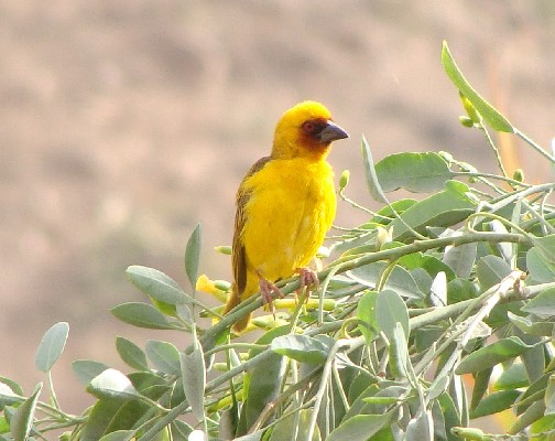 Ruppell's Weaver, Eritrea
