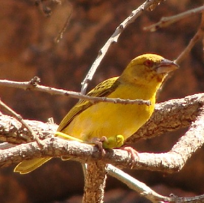 Ruppell's Weaver male