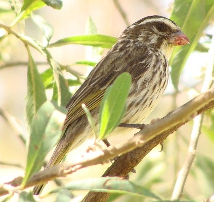 Streaky Seedeater