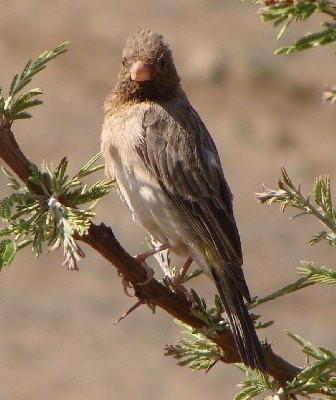 presumed Juvenile White-throated Seed-eater, Eritrea