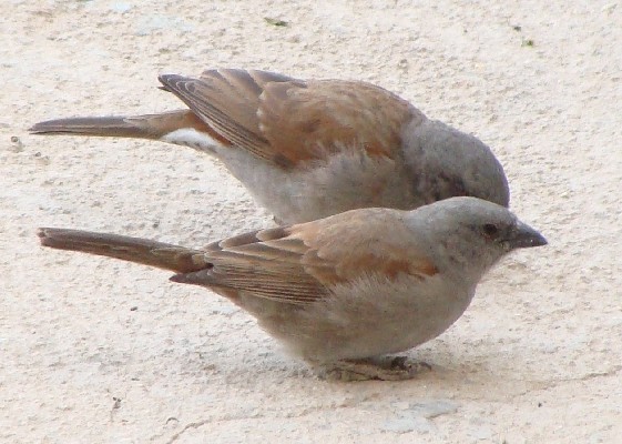 Swainson's Sparrow, Adi Keih, Eritrea