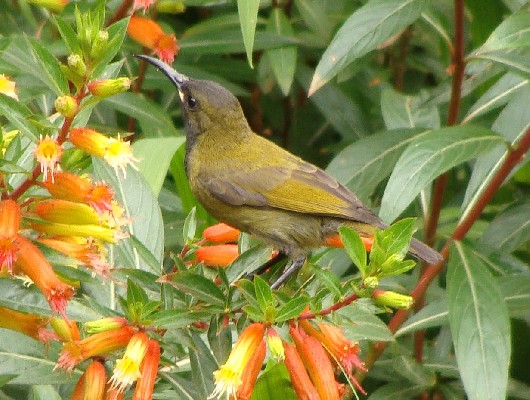 Green-headed Sunbird
