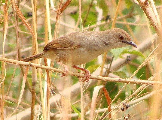 Trilling Cisticola