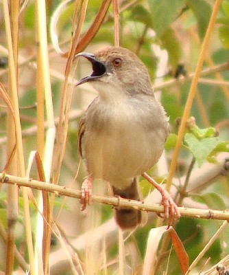 Trilling Cisticola