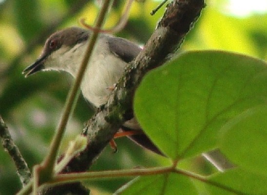 Grey Apalis