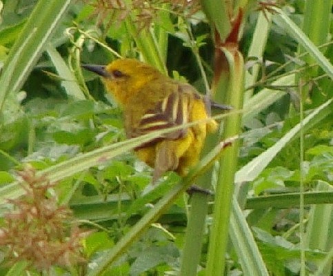 Slender-billed Weaver