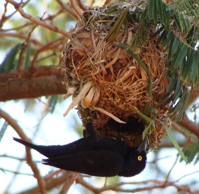 Vieillot's Black Weaver