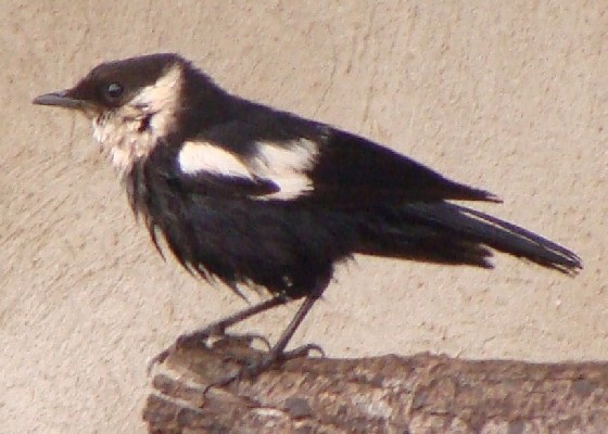 Ruaha Chat