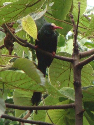 White-headed Wood-hoopoe