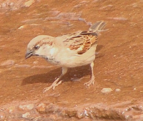 House Sparrow, Rusumo
