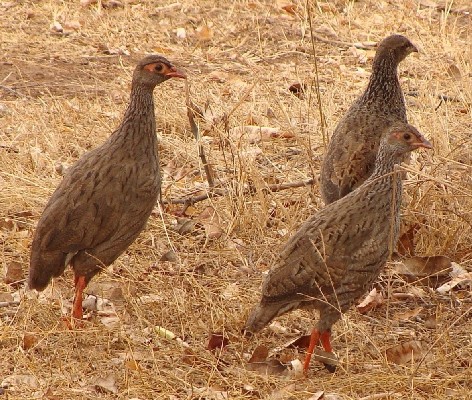Red-necked Spurfowl