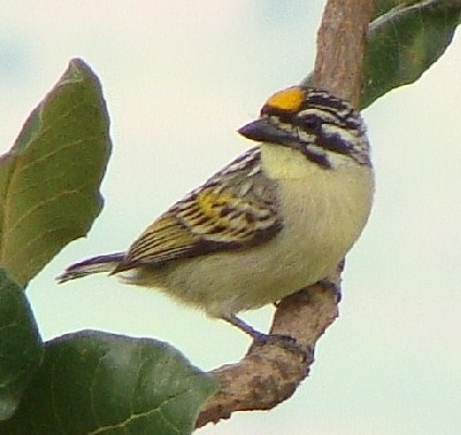 Yellow-fronted Tinkerbird