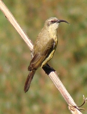 Bronzy Sunbird