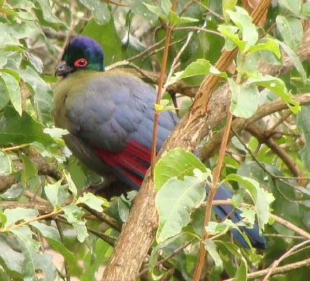 Purple-crested Turaco
