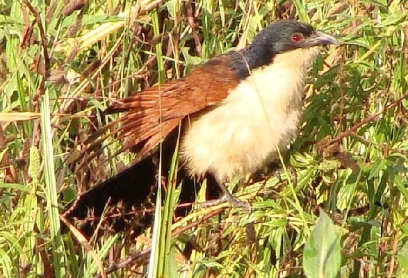 Blue-headed Coucal