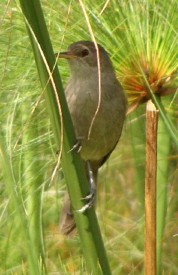 Greater Swamp Warbler, Bare, SE Rwanda