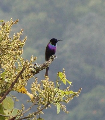 Purple-breasted Sunbird Nyungwe, Rwanda