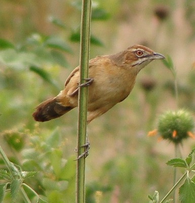 African Moustached Warbler, Gahini, Rwanda