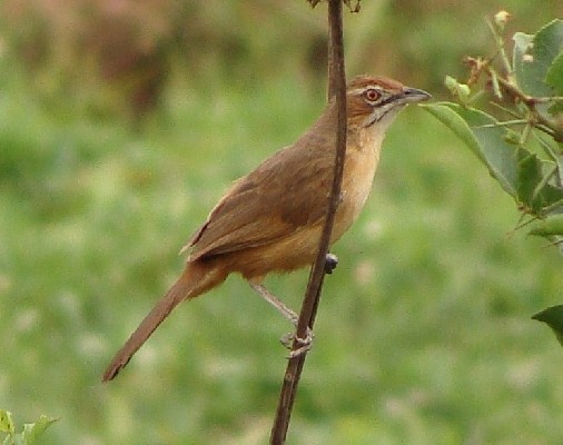 African Moustached Warbler, Gahini, Rwanda
