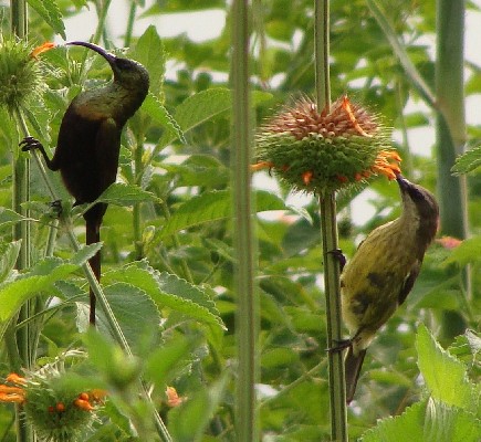 Bronzy Sunbird