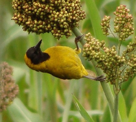Slender-billed Weaver