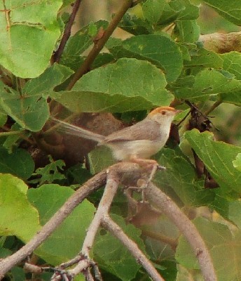 Tabora Cisticola