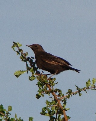 Sooty Chat
