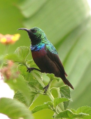 Marico Sunbird