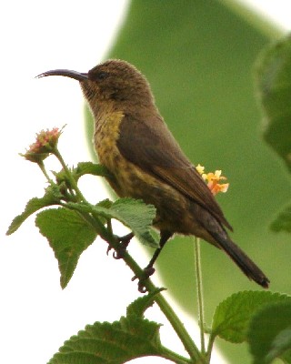 Marico Sunbird