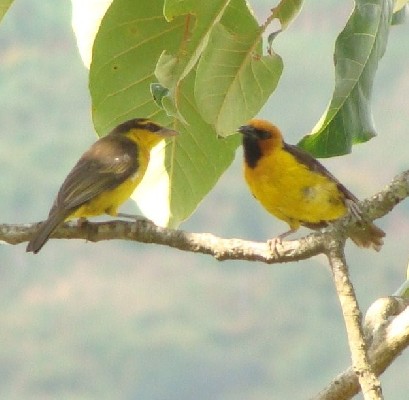 Black-necked Weaver male