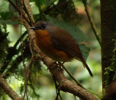 Equatorial Akalat, Nyungwe