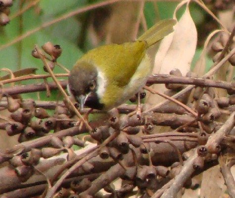 Mountain Masked Apalis