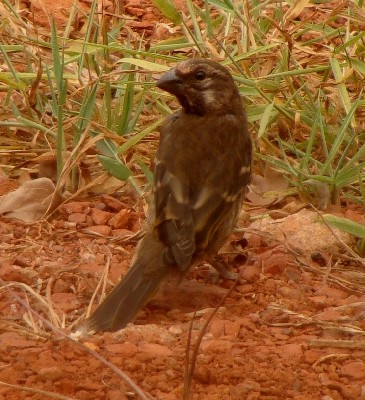 Thick-billed Seedeater